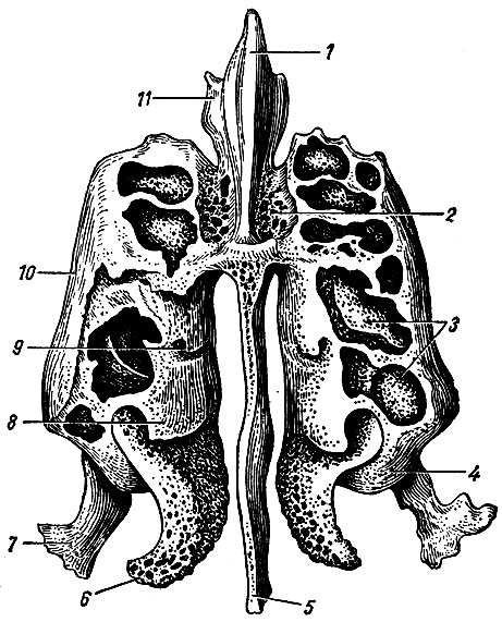 . 22.  ,     . 1 -  ; 2 -  ; 3 -   ; 4 -  ; 5 -  ; 6 -   ; 7 -  ; 8 -   ; 9 -   ; 10 -  ; 11 -   