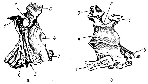 Рис. 28. Небная кость правая: вид слева снаружи (а) и справа изнутри (б). 1 - клиновидный отросток; 2 - клиновидно-небная вырезка; 3 - глазничный отросток; 4 - перпендикулярная пластинка; 5 - большая небная борозда; 6 - пирамидальный отросток; 7 - горизонтальная пластинка