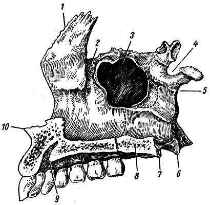 Рис. 29. Небная кость и верхняя челюсть с внутренней стороны. 1 - лобный отросток; 2 - слезная борозда; 3 - верхнечелюстная расщелина; 4 - клиновидно-небная вырезка; 5 - перпендикулярная пластинка; 6 - пирамидальный, отросток; 7 - задняя носовая ость; 8 - горизонтальная пластинка; 9 - резцовый канал; 10 - передняя носовая ость
