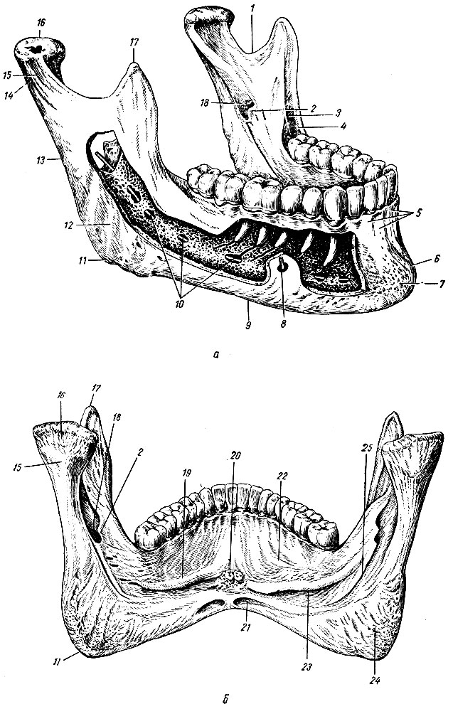 Рис. 31. Нижняя челюсть снаружи (а) и изнутри (б). 1 - вырезка нижней челюсти; 2 - язычок нижней челюсти; 3 - щечный гребень; 4 - позадимолярная ямка; 5 - луночковые возвышения; 6 - подбородочный бугорок; 7 - подбородочный выступ; 8 - зонд, введенный через подбородочное отверстие; 9 - тело нижней челюсти, 10 - зонд в нижнечелюстном канале; 11 - угол нижней челюсти; 12 - жевательная бугристость; 13 - ветвь нижней челюсти; 14 - суставной отросток; 15 - шейка нижней челюсти; 16 - головка нижней челюсти; 17 - венечный отросток; 18 - нижнечелюстное отверстие; 19 - челюстно-подъязычная линия; 20 - подбородочная ость; 21 - ямка двубрюшной мышцы; 22 - подъязычная ямка; 23 - поднижнечелюстная ямка; 24 - крыловидная бугристость; 25 - челюстно-подъязычная борозда