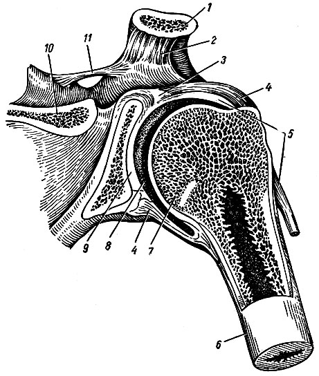 Рис. 37. Плечевой сустав (фронтальный распил). 1 - ключица; 2 - lig. coracoclaviculare; 3 - labrum glenoidale; 4 - capsula articularis; 5 - tendo m. bicipitis brachii - его длинной головки; 6 - corpus humeri; 7 - caput humeri; 8 - суставная полость; 9 - суставной хрящ, выстилающий cavitas glenoidalis; 10 - spina scapulae; 11 - lig. transversum scapulae superius