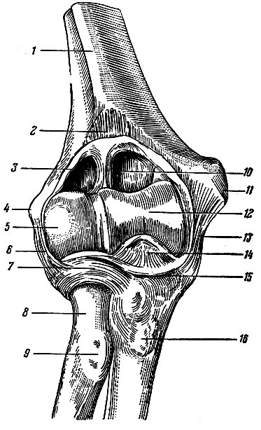Рис. 38. Локтевой сустав со вскрытой сумкой, вид спереди. 1 - humerius; 2 - capsula articularis (отрезана); 3 - cavum articulare; 4 - epicondylus lateralis; 5 - capitulum humeri; 6 - lig. collaterale radiale; 7 - lig. anulare radii; 8 - collum radii; 9 - tuberositas radii; 10 - fossa coronoidea; 11 - epicondylus medialis; 12 - trochlea; 13 - lig. collaterale ulnare; 14 - processus coronoideus ulnae; 15 - capsula articularis (отрезана); 16 - tuberositas ulnae