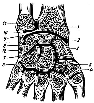 Рис. 39. Луче-запястный сустав и суставы кисти (фронтальный распил). 1 - radius; 2 - os lunatum; 3 - os scaphoideum; 4 - os trapezium; 5 - os trapezoideum; 6 - os capitatum; 7 - os hamatum; 8 - os triquetrum; 9 - discus articularis; 10 - lig. collaterale carpi ul-nare; 11 - ulna; 12 - os pisiforme