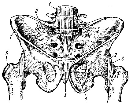 Рис. 40. Таз и тазо-бедренный сустав, вид спереди и сверху. 1 - IV - поясничный позвонок; 2 - capsula articularis; 3 - lig. iliofemorale; 4 - membrana obturatoria; 5 - symphysis pubica; 6 - trochanter major; 7 - spina iliaca anterior superior; 8 - lig. sacroiliaca ventralia
