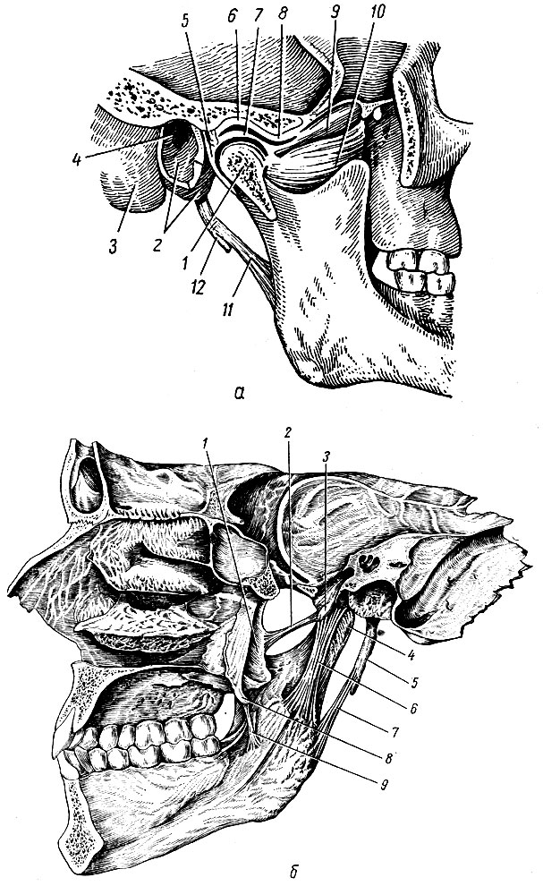 Рис. 43. Височно-нижнечелюстной сустав. а - сагиттальный распил; б - вид изнутри. а: 1 - processus condylaris; 2 - pars tympanica височной кости; 3 - processus mastoideus; 4 - porus et meatus acusticus externus; 5 - capsula articularis; 6 - fossa mandibulars; 7 - discus articularis; 8 - tuberculum articulare; 9, 10 - m. pterygoideus lateralis; 11 - lig. stylomandibular; 12 - processus styloideus. б; 1 - processus pterygoideus (lamina lateralis); 2 - lig. pterygospinale; 3 - spina angularis; 4- capsula articulationis temporomandibularis; 5 - processus styloideus; 6 - lig. sphenomandibulare; 7 - lig. stylomandibular; 8 - hamulus processus pterygoidei; 9 - lig. sphenomandibulare