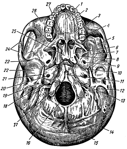 Рис. 45. Наружное основание черепа. 1 - небный валик; 2 - processus palatinus верхней челюсти; 3 - lamina horizontalis небной кости; 4 - choana; 5 - crista infratemporalis; 6 - lamina medians processus pterygoidei; 7 - fossa infratemporal; 8 - lamina lateralis processus pterygoidei; 9 - foramen ovalie; 10 - foramen spinosum; 11 - tuberculum pharyngeum; 12 - processus mastoideus; 13 - fissura retrooccipitalis; 14 - crista occipitalis externa; 15 - protuberantia occipitales externa; 16 - foramen magnum; 17	- condylus occipitalis; 18	- fossa jugularis; 19 - foramen stylomastoideum; 20 - foramen caroticum externum; 21 - processus styloideus; 22 - fossa mandibularis; 23 - tuberculum articulare; 24 - arcus zygomatics; 25 - vomer; 26 - maxilla; 27 - sutura palatina transversa