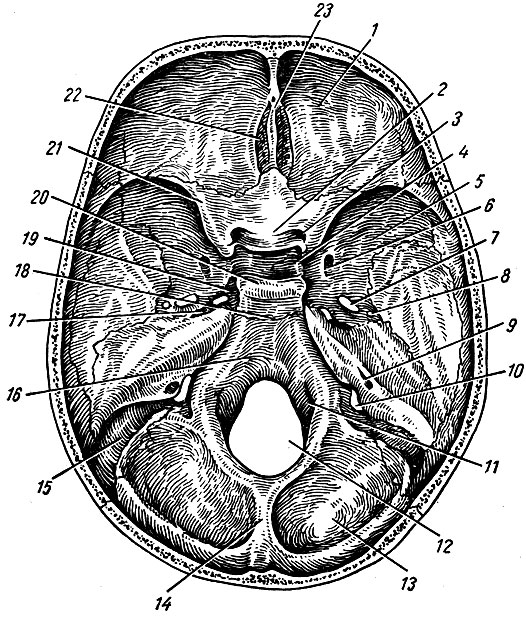 . 46.   . 1 - pars orbitalis ossis frontalis; 2 - tuberculum sellae; 3 - canalis opticus; 4 - fossa hypophysialis; 5 - ala major ossis sphenoidalis; 6 - foramen rotundum; 7 - foramen ovale; 8 - foramen spinosum; 9 - porus acusticus internus; 10 - foramen jugulare; 11 - canalis hypoglossi; 12 - foramen magnum; 13 - squama ossis occipitalis; 14 - crista occipitalis interna; 15 - sulcus sinus sigmoidei; 16 - clivus; 17 - impressio trigemini;	18 - synostosis sphenooccipitalis; 19 - sulcus caroticus; 20 - dorsum sellae; 21 - ala minor; 22 - lamina cribrosa ossis ethmoidalis; 23 - crista galli