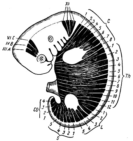 Рис. 54. Расположение миотомов головы и туловища зародыша. IIIА, IVB, VIC - предушные миотомы, из которых развиваются мышцы глаза, иннервируемые III, IV и VI парами черепных нервов; XII - затылочные миотомы, иннервируемые XII парой черепных нервов; С1-8 - шейные миотомы; Тh1-12 - грудные миотомы; L1-5 - поясничные миотомы; S1-5 - крестцовые миотомы; COl-4 - хвостовые миотомы