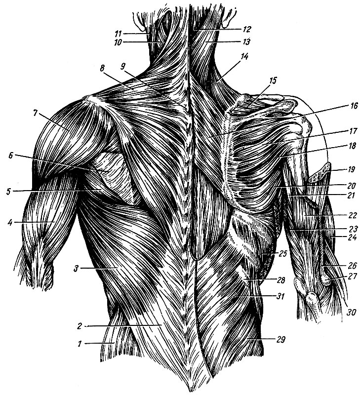 Рис. 55. Мышцы спины. Слева - первый поверхностный слой, справа - второй поверхностный слой. 1 - наружная косая мышца живота; 2 - грудо-поясничная фасция; 3 - широчайшая мышца спины; 4 - трехглавая мышца плеча; 5 - большая круглая мышца; 6 - подостная фасция; 7 - дельтовидная мышца; 8 - трапециевидная мышца; 9 - остистый отросток выступающего позвонка; 10, 13 - ременная мышца головы; 11 - грудино-ключично-сосцевидная мышца; 12 - полуостистая мышца; 14 - мышца, поднимающая лопатку; 15 - надостная мышца; 16 - ромбовидная мышца; 17 - подостная мышца; 18 - малая круглая мышца; 19 - дельтовидная мышца (перерезана); 20 - большая круглая мышца; 21, 23 - длинная головка трехглавой мышцы плеча; 22 - латеральная головка трехглавой мышцы плеча; 24 - плечевая мышца; 25 - наружная межреберная мышца; 26 - латеральная межмышечная перегородка плеча; 27 - латеральный надмыщелок; 28 - XII ребро; 29 - внутренняя косая мышца живота; 30 - плече-лучевая мышца; 31 - нижняя задняя зубчатая мышца