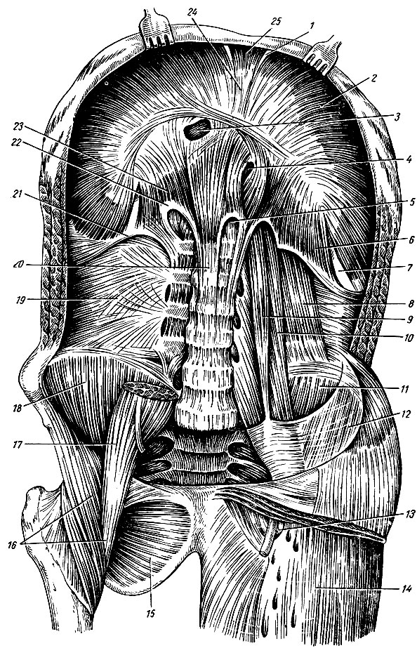 Рис. 57. Диафрагма и мышцы задней стенки живота (справа удалены квадратная мышца поясницы и частично большая и малая поясничные мышцы). 1 - грудино-реберный треугольник; 2 - реберная часть диафрагмы; 3 - отверстие полой вены; 4 - пищеводное отверстие; 5 - аортальное отверстие; 6 - левая ножка диафрагмы; 7 - пояснично-реберный треугольник; 8 - квадратная мышца поясницы; 9 - малая поясничная мышца; 10, 17 - большая поясничная мышца; 11, 18 - подвздошная мышца; 12 - подвздошная фасция; 13 - hiatus saphenus; 14 - fascia lata; 15 - наружная запирательная мышца; 16 - подвздошно-поясничная мышца; 19 - грудо-поясничная фасция (глубокая пластинка); - правая ножка диафрагмы; 21 - латеральная дуговая связка; 22 - медиальная дуговая связка; 23 - поясничная часть диафрагмы; 24 - сухожильный центр диафрагмы; 25 - грудинная часть диафрагмы