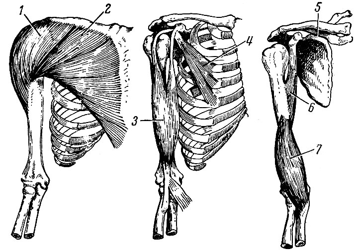 Рис. 60. Мышцы груди и плеча. 1 - дельтовидная мышца; 2 - большая грудная мышца; 3 - двуглавая мышца плеча; 4 - малая грудная мышца; 5 - подключичная мышца; 6 - клюво-плечевая мышца; 7 - плечевая мышца