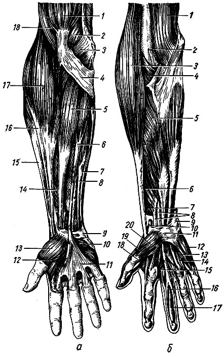 Рис. 62. Мышцы правого предплечья и кисти. а - поверхностный слой: 1 - двуглавая мышца плеча; 2 - плечевая мышца; 3 - мышца - круглый пронатор; 4 - апоневроз двуглавой мышцы плеча; 5 - мышца - лучевой сгибатель запястья; 6 - длинная ладонная мышца; 7 - мышца - локтевой сгибатель запястья; 8 - мышца - поверхностный сгибатель пальцев; 9 - гороховидная кость; 10 - короткая ладонная мышца; 11 - ладонный апоневроз; 12 - мышца - короткий сгибатель большого пальца кисти; 13 - короткая мышца, отводящая большой палец кисти; 14 - мышца - длинный сгибатель большого пальца кисти; 15 - мышца - короткий лучевой разгибатель запястья; 16 - мышца - длинный лучевой разгибатель запястья; 17 - плече-лучевая мышца; 18 - плечевая мышца; б - глубокий и частично поверхностный слой; 1 - плечевая мышца; 2 - сухожилие двуглавой мышцы плеча; 3 - плече-лучевая мышца; 4 - мышца-супинатор; 5 - мышца - поверхностный сгибатель пальцев; 6 - мышца - длинный сгибатель большого пальца кисти; 7 - мышца - квадратный пронатор; 8 - сухожилие мышцы - глубокого сгибателя пальцев; 9 - сухожилие мышцы - локтевого сгибателя запястья; 10 - сухожилие мышцы - лучевого сгибателя запястья; 11 - удерживатель сгибателей; 12 - мышца, отводящая наименьший палец; 13 - мышца - короткий сгибатель наименьшего пальца; 14 - мышца, противопоставляющая наименьший палец; 15 - червеобразная мышца; 16 - сухожилие мышцы поверхностного сгибателя пальцев; 17 - сухожилие мышцы глубокого сгибателя пальцев; 18 - мышца, приводящая большой палец кисти; 19 - мышца - короткий сгибатель большого пальца кисти; 20 - короткая мышца, отводящая большой палец кисти