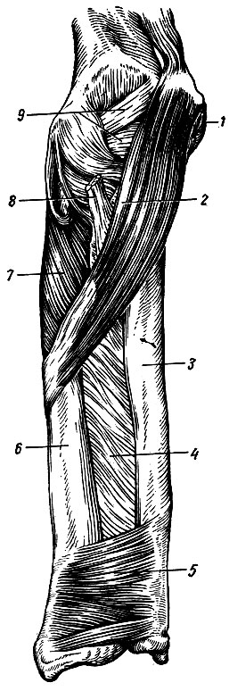 Рис. 63. Мышцы правого предплечья - пронаторы и супинаторы (вид спереди). 1 - медиальный надмыщелок; 2 - мышца - круглый пронатор; 3 - локтевая кость; 4 - межкостная перепонка предплечья; 5 - мышца - квадратный пронатор; 6 - лучевая кость; 7 - мышца-супинатор; 8 - сухожилие двуглавой мышцы плеча; 9 - суставная капсула