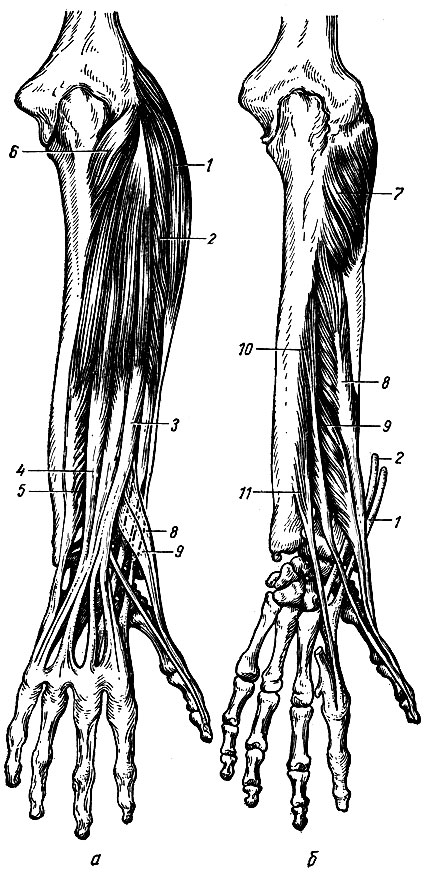 Рис. 64. Задняя группа мышц предплечья (правая сторона). а - поверхностный слой; б - глубокий слой; 1 - мышца - длинный лучевой разгибатель запястья; 2 - мышца - короткий лучевой разгибатель запястья; 3 - мышца - разгибатель пальцев; 4 - мышца - разгибатель наименьшего пальца; 5 - мышца - локтевой разгибатель запястья; 6 - локтевая мышца; 7 - мышца-супинатор: 8 - длинная мышца, отводящая большой палец кисти; 9 - мышца - короткий разгибатель большого пальца кисти; 10 - мышца - длинный разгибатель большого пальца кисти; 11 - мышца - разгибатель указательного пальца кисти