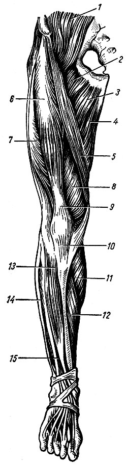 Рис. 65. Мышцы нижней конечности (вид спереди). 1 - подвздошно-поясничная мышца; 2 - гребешковая мышца; 3 - длинная приводящая мышца; 4 - тонкая мышца; 5	- портняжная мышца; 6	- прямая мышца бедра; 7	- латеральная широкая мышца бедра; 8 - медиальная широкая мышца бедра; 9 - сухожилие четырехглавой мышцы бедра; 10	- связка надколенника; 11	- икроножная мышца; 12	- камбаловидная мышца; 13 - передняя больше-берцовая мышца; 14 - длинная малоберцовая мышца; 15 - мышца - длинный разгибатель пальцев