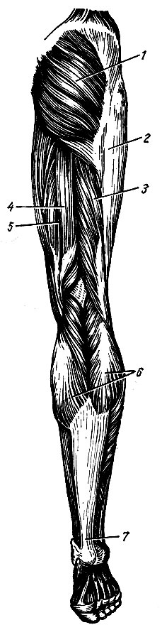 Рис. 66. Наружные мышцы таза и нижней конечности (вид сзади). 1 - большая ягодичная мышца; 2 - подвздошно-болынеберцовый тракт; 3 - двуглавая мышца бедра; 4 - полу сухожильная мышца; 5 - полуперепончатая мышца; 6 - икроножная мышца; 7 - сухожилие трехглавой мышцы голени (ахиллово сухожилие)