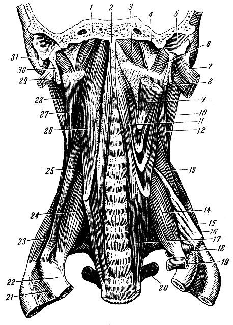 Рис 68. Глубокие (предпозвоночные) мышцы шеи. 1 - основная часть затылочной кости; 2 - глоточный бугорок; 3 - передняя прямая мышца головы; 4 - яремная ямка; 5 - барабанная часть височной кости; 6 - латеральная прямая мышца головы; 7 - грудино-ключично-сосцевидная мышца (отрезана); 8, 29 - двубрюшная мышца (заднее брюшко отрезано); 9 - длинная мышца головы (перерезана); 10, 28 - ременная мышца головы; 11, 17 - длинная мышца шеи; 12, 27 - мышца, поднимающая лопатку; 13, 25 - средняя лестничная мышца; ,14, 24 - передняя лестничная мышца; 15, 23 - задняя лестничная мышца; 16 - плечевое сплетение; 18 - подключичная артерия; 19 - подключичная вена; 20 - поперечный отросток; 21 - наружная межреберная мышца; 22 - I ребро; 26 - длинная мышца головы; 30 - шиловидный отросток; 31 - сосцевидный отросток
