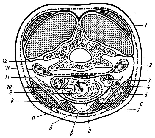 Рис. 69. Фасции шеи на горизонтальном распиле (по В. Н. Шевкуненко). 1 - трапециевидная мышца; 2 - передняя лестничная мышца; 3 - сосудисто-нервный пучок шеи; 4 - лопаточно-подъязычная мышца; 5 - грудино-ключично - сосцевидная мышца; 6 - щито-подъязычная мышца; 7 - грудино-щитовидная мышца; 8 - широкая подкожная мышца шеи; 9 - гортань; 10	- щитовидная железа; 11	- пищевод; 12 - фасциальная пластинка, отделяющая передний отдел шеи от заднего; а - 1 фасциальный листок; б - II листок; в - III листок; г - IV листок; д - V листок