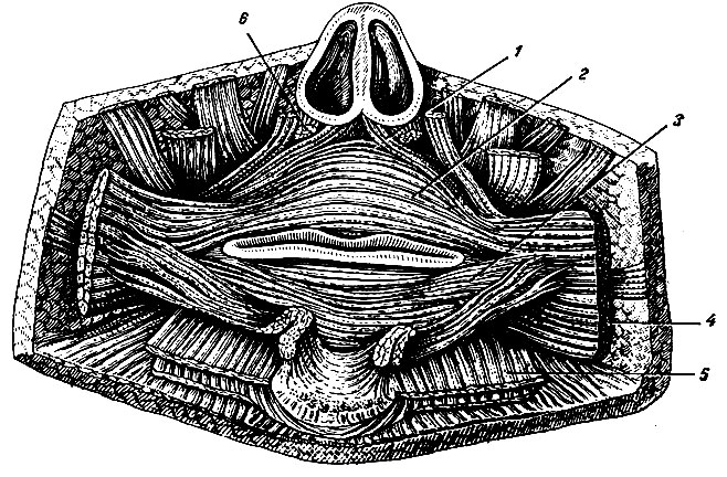 Рис. 73. Мышцы, окружающие ротовое отверстие, вид изнутри. 1, 6 - носовая мышца; 2, 3 - круговая мышца рта; 4 - щечная мышца; 5 - мышца, опускающая нижнюю губу