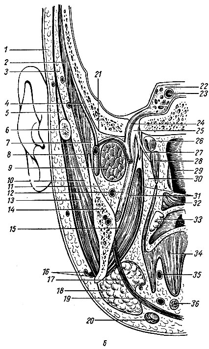 Рис. 74. Фронтальный распил головы, проведенный через спинку турецкого седла, задний отдел суставной впадины височной кости, ветви нижней челюсти. Передняя поверхность распила (по Н. И. Пирогову). б: 1 - подкожная клетчатка височной области; 2 - височная мышца; 3 - подапоневротическая клетчатка височной области; 4 - глубокий слой клетчатки височной области; 5 - межапоневротическая клетчатка височной области; 6 - скуловая дуга; 7 - височно-крыловидная клетчаточная щель; 8 - сухожилие височной мышцы; 9 - латеральная крыловидная мышца; 10 - поджевательное клетчаточное пространство; 11 - межчелюстное клетчаточное пространство; 12 - язычный нерв; 13 - жевательная мышца; 14 - нижняя челюсть; 15 - медиальная крыловидная мышца; 16 - лицевые артерии и вена; 17 - челюстно-подъязычная мышца; 18 - поднижнечелюстная слюнная железа; 19 - клетчатка дна полости рта; 20 - двубрюшная мышца; 21 - наружное основание черепа; 22 - пещеристый синус; 23, 24 - внутренняя сонная артерия; 25 - нижнечелюстной нерв; 26 - слуховая труба; 27 - нерв мышцы, натягивающей небную занавеску; 28 - мышца, натягивающая небную занавеску; 29 - полость глотки; 30 - окологлоточное клетчаточное пространство; 31 - собственная фасция медиальной крыловидной мышцы; 32 - мягкое небо; 33 - небная миндалина; 34 - язык; 35 - язычная артерия; 36 - подбородочно-подъязычная мышца