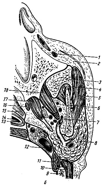 Рис. 75. Глубокие клетчаточные пространства лица на поперечном распиле головы (по Н. И. Пирогову). б	- схема передне-правой части среза. б: 1 - лицевая вена; 2 - межмышечное клетчаточное пространство щеки; 3 - жировой комок щеки; 4 - височная мышца; 5 - жевательная мышца; 6 - височно-крыловидная клетчаточная щель; 7	- межкрыловидная клетчаточная щель; 8 - околоушная слюнная железа; 9 - сосцевидный отросток; 10 - грудино-ключично-сосцевидная мышца; 11 - заднее брюшко двубрюшной мышцы; 12 - внутренняя яремная вена, лежащая в заднем парафарингеальном пространстве; 13 - переднее парафарингеальное пространство; 14 - полость глотки; 15 - мышца, поднимающая небную занавеску; 16 - мышца, натягивающая небную занавеску; 17 - медиальная крыловидная мышца; 18 - латеральная крыловидная мышца