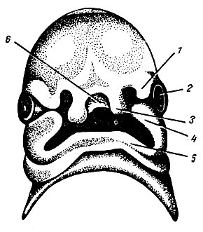 Рис. 77. Голова человеческого зародыша (вид спереди). 1 - латеральный носовой отросток; 2 - зачаток глаза; 3 - медиальный носовой отросток; 4 - верхнечелюстной отросток; 5 - нижнечелюстной отросток; 6 - срединный носовой отросток