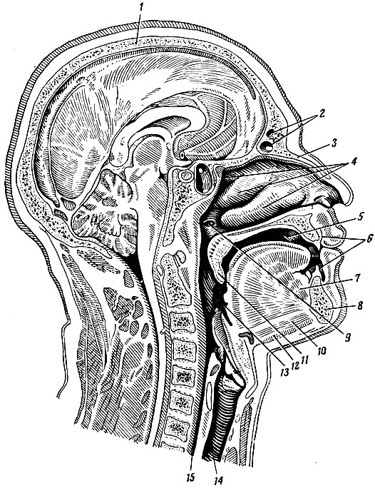 Рис. 79. Сагиттальный разрез головы и шеи по срединной плоскости. 1 - свод черепа; 2 - лобный синус; 3 - носовая кость; 4 - носовые раковины (верхняя, средняя и нижняя); 5 - ротовая полость; 6 - преддверие рта; 7 - язык; 8 - нижняя челюсть; 9 - отверстие слуховой трубы; 10 - подбородочно-подъязычная мышца; 11 - язычок; 12 - челюстно-подъязычная мышца; 13 - небная миндалина; 14 - трахея; 15 - пищевод
