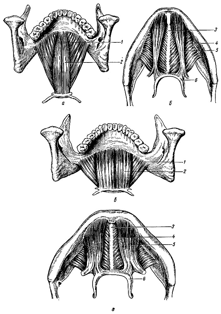 Рис. 84. Различия в строении мышц дна полости рта (по В. Г. Смирнову). а, б - мышцы дна полости рта у долихоцефалов узкие и длинные, вид сверху и снизу; в, г - мышцы дна полости рта у брахицефалов широкие и короткие, вид сверху и снизу. 1 - челюстно-подъязычная мышца (вид сверху); 2 - подбородочно-подъязычная мышца; 3 - сухожильный шов челюстно-подъязычной мышцы; 4 - челюстно-подъязычная мышца (вид снизу); 5 - переднее брюшко двубрюшной мышцы; 6 - подъязычная кость