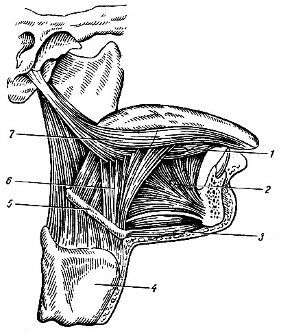 Рис. 86. Мышцы языка. 1 - нижняя продольная мышца; 2 - подбородочно-язычная мышца; 3 - подбородочно-подъязычная мышца; 4 - щитовидный хрящ; 5 - подъязычная кость; 6 - подъязычно-язычная мышца; 7 - шило-язычная мышца