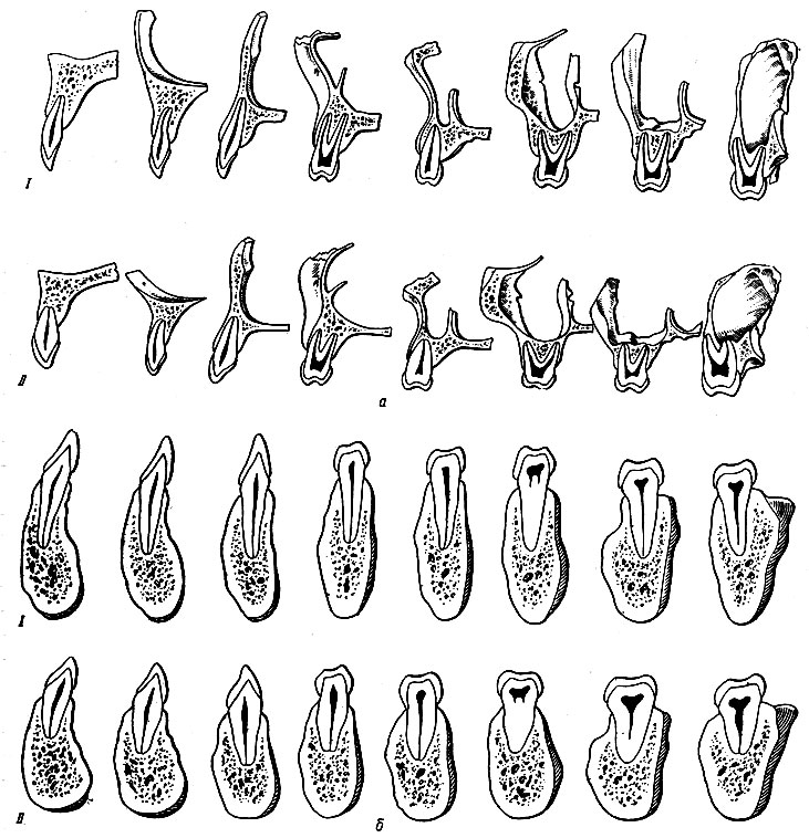 Рис. 89. Зубо-челюстные сегменты (по Л. В. Кузнецовой). а - верхние зубо-челюстные сегменты; б - нижние зубо-челюстные сегменты. I - сегменты узкой и длинной челюсти; II - сегменты широкой и короткой челюсти