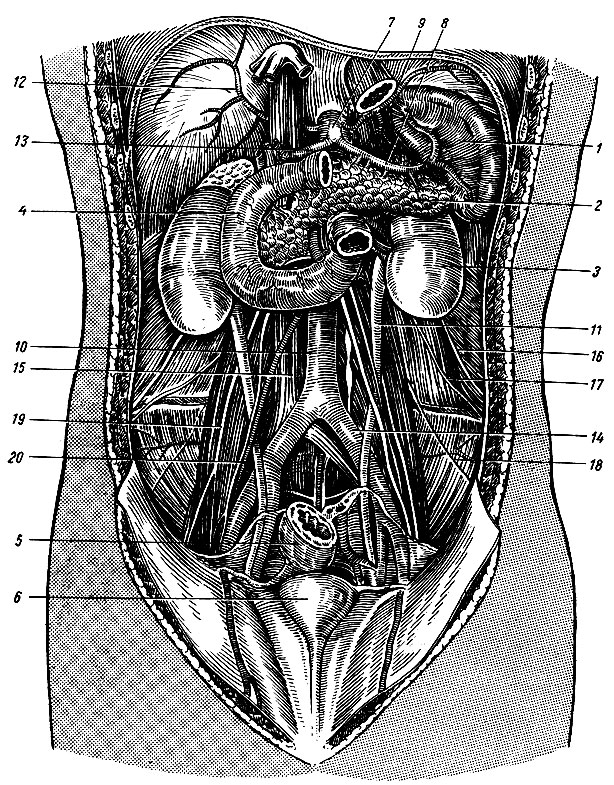 Рис. 115. Органы брюшной полости. 1 - селезенка; 2 - поджелудочная железа; 3 - левая почка; 4 - двенадцатиперстная кишка; 5 - прямая кишка; 6 - мочевой пузырь; 7 - чревный ствол; 8 - селезеночная артерия; 9 - левая нижняя диафрагмальная артерия; 10 - брюшная аорта; 11 - левый мочеточник; 12 - правая нижняя диафрагмальная артерия; 13 - общая печеночная артерия; 14 - левая общая подвздошная артерия; 15 - нижняя полая вена; 16 - подвздошно-подчревный нерв; 17 - подвздошно-паховый нерв; 18 - наружный кожный нерв бедра; 19 - полово-бедренный нерв; 20 - яичковая артерия
