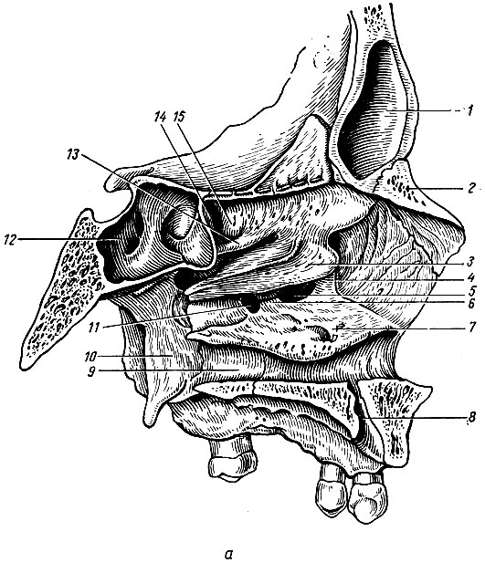 Рис. 121. Латеральная стенка носа. а - латеральная стенка носа с раковинами; б - латеральная стенка носа после удаления раковин. а: 1 - лобная пазуха; 2 - носовая кость; 3 - средняя носовая раковина; 4 - слезный отросток нижней носовой раковины; 5 - передний родничок; 6 - решетчатый отросток нижней носовой раковины; 7 - нижняя носовая раковина; 8 - резцовый канал; 9 - небная кость; 10 - крыловидный отросток; 11 - задний родничок; 12 - клиновидная пазуха; 13 - верхняя носовая раковина; 14 - клиновидно-решетчатое углубление; 15 - самая верхняя носовая раковина (непостоянная); б: 1 - полулунная расщелина; 2 - крючкообразный отросток решетчатой кости; 3 - слезный отросток нижней носовой раковины; 4 - передний родничок; 5 - задний родничок; 6	- клиновидная пазуха; 7 - решетчатая воронка; 8 - решетчатый пузырек