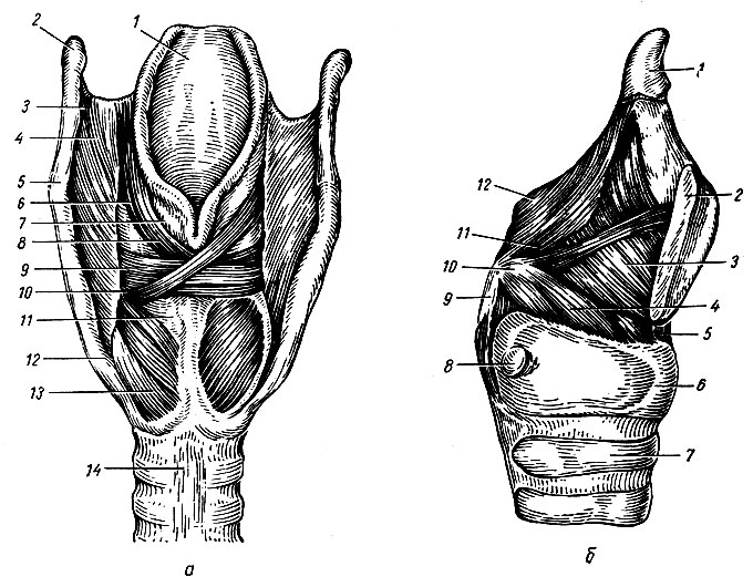 Рис. 124. Мышцы гортани. а - вид сзади: 1 - надгортанник; 2 - большой рог подъязычной кости; 3 - щитоподъязычная связка; 4 - шито-подъязычная перепонка; 5 - верхний рог щитовидного хряща; 6, 8 - черпало-надгортанная мышца; 7 - черпаловидный хрящ; 9 - поперечная черпаловидная мышца; 10 - мышечный отросток черпаловидного хряща; 11 - перстневидный хрящ; 12 - нижний рог щитовидного хряща; 13 - задняя перстне-черпаловидная мышца; 14 - трахея. б - вид сбоку: 1 - надгортанник; 2 - щитовидный хрящ (рассечен); 3 - щито-черпаловидная мышца; 4 - латеральная перстне-черпаловидная мышца; 5 - перстне-щитовидная связка; 6 - перстневидный хрящ; 7 - трахея; 8 - черпаловидная суставная поверхность; 9 - задняя перстне-черпаловидная мышца; 10 - мышечный отросток черпаловидного хряща; 11 - черпало-надгортанная мышца; 12 - рожковидный хрящ