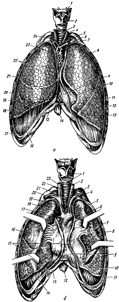 Рис. 125. Легкие, вид спереди после удаления передней грудной клетки. а: 1 - подъязычная кость; 2 - щитовидный хрящ; 3 - трахея; 4 - левая общая сонная артерия; 5 - левая подключичная артерия; 6 - левая плечеголовная вена; 7 - I ребро; 8 - верхняя доля левого легкого; 9 - перикард; 10 - сердечная вырезка левого легкого; 11 - язычок левого легкого; 12 - реберная плевра; 13 - нижняя доля левого легкого; 14 - мечевидный отросток; 15 - реберный хрящ VII ребра; 16 - диафрагмальная плевра; 17 - реберно-диафрагмальный синус; 18 - нижняя доля правого легкого; 19 - реберно-медиастинальный синус; 20 - средняя доля правого легкого; 21 - верхняя доля правого легкого; 22 - средостенная плевра; 23 - вилочковая железа; 24 - правая подключичная артерия, огибающая купол плевры. б - передние края легких оттянуты: 1 - гортань; 2 - левая общая сонная артерия; 3 - левая подключичная артерия; 4 - I ребро; 5 - дуга аорты; 6 - легочный ствол; 7 - переход париетальной плевры в висцеральную; 8 - верхняя доля левого легкого; 9 - перикард; 10 - нижняя доля левого легкого; 11 - реберная плевра (отсечена); 12 - мечевидный отросток; 13 - хрящ VII ребра; 14 - диафрагмальная плевра; 15 - средостенная плевра (рассечена); 16 - верхняя доля правого легкого; 17 - верхняя полая вена; 18 - средостенная плевра; 19 - плече-головной ствол; 20 - правая подключичная артерия; 21 - купол плевры; 22 - трахея; 23 - правая общая сонная артерия