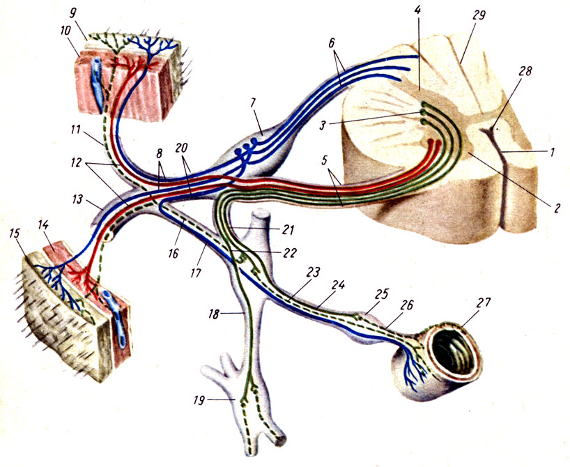 Рис. 244. Схема рефлекторной дуги автономной и анимальной нервной системы. 1, 28 - передняя срединная щель; 2 - передний рог; 3 - боковой рог; 4 - задний рог; 5 - брюшной корешок; 6 - спинной корешок; 7 - спинномозговой узел; 8 - афферентные волокна; 9, 15 - кожа; 10, 14 - мышца; 11 - спинная ветвь спинномозгового нерва; 12 - двигательные волокна; 13 - брюшная ветвь спинномозгового нерва; 16 - серая соединительная ветвь; 17 - висцеросенсорные волокна; 18 - межузловая ветвь; 19 - узел симпатического ствола; 20 - спинномозговой нерв; 21 - белая соединительная ветвь (преганглионарные волокна к пред-позвоночным ганглиям); 22 - преганглионарное волокно к узлу симпатического ствола; 23 - постганглионарное волокно, идущее к органу; 24 - преганглионарное волокно к предпозвоночному ганглию; 25 - постганглионарное волокно, идущее от предпозвоночного узла; 27 - кишка