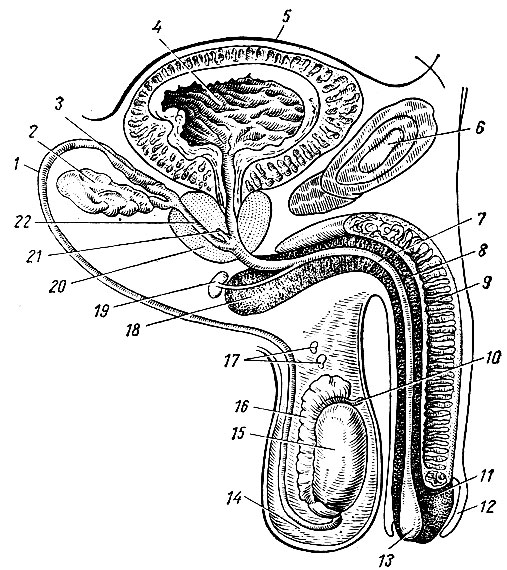 Рис. 130. Мужские половые органы. 1 - семявыносящий проток; 2 - семенной пузырек; 3 - ампула семявыносящего протока; 4 - полость мочевого пузыря; 5 - брюшина, покрывающая стенку мочевого пузыря; 6 - симфиз; 7 - мочеиспускательный канал; 8 - губчатое тело; 9 - кавернозное тело; 10 - привесок яичка; 11 - головка полового члена; 12 - крайняя плоть; 13 - ладьевидная ямка; 14 - мошонка; 15 - яичко; 16 - придаток яичка; 17 - придаток привеска яичка; 18 - луковица полового члена; 19 - луковичная железf мочеиспускательного канала и ее проток; 20 - предстательная железа; 21 - предстательная маточка; 22 - семявыбрасывающий проток
