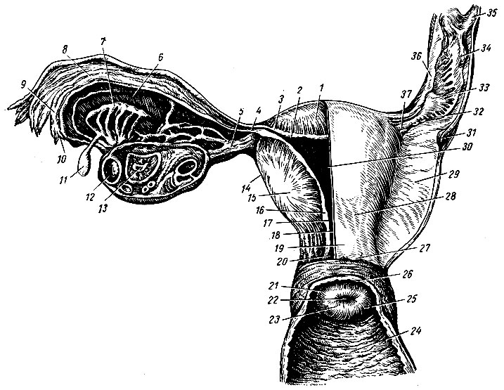 Рис. 133. Внутренние половые органы женщины (вид сзади). 1 - дно матки; 2 - маточное отверстие трубы; 3 - маточная часть трубы; 4, 37 - перешейки маточных труб; 5, 32 - собственные связки яичника; б - mesosalpinx; 7 - придаток яичника; 8 - ампула маточной трубы; 9 - воронка маточной трубы; 10, 34 - бахромки трубы; 11 - околояичник; 12 - пузырчатый яичниковый фолликул; 13 - желтое тело; 14 - серозная оболочка; 15 - мышечная оболочка; 16 - слизистая оболочка матки; 17 - край разреза мышечной оболочки; 18 - перешеек матки; 19 - шейка матки; 20 - канал шейки матки; 21 - задняя губа отверстия матки; 22 - отверстие матки; 23 - передняя губа отверстия матки; 24 - передняя стенка влагалища; 25 - влагалищная часть шейки матки; 26 - задний свод влагалища; 27 - надвлагалищная часть шейки матки; 28 - задняя поверхность матки; 29 - широкая связка матки; 30 - полость матки; 31 - мочеточник; 33 - правый яичник; 35 - подвешивающая связка яичника; 36 - ампула маточной трубы