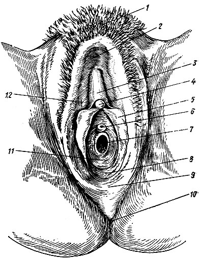 Рис. 135. Наружные женские половые органы. 1 - лобок; 2 - передняя спайка больших срамных губ; 3 - крайняя плоть клитора; 4 - головка клитора; 5 - малая срамная губа; 6 - наружное отверстие мочеиспускательного канала; 7 - отверстие влагалища; 8 - преддверие влагалища; 9 - задняя спайка больших срамных губ; 10 - заднепроходное отверстие; 11 - девственная плева; 12 - большая срамная губа
