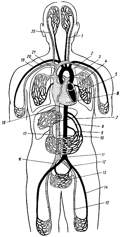 Рис. 138. Схема кровообращения (по Кишш-Сентаготаи). 1 - a. carotis communis; 2 - arcus aortae; 3 - a. pulmonalis; 4 - v. pulmonalis; 5 - ventriculus sinister; 6 - ventriculus dexter; 7 - truncus coeliacus; 8 - a. mesenterica superior; 9 - a. mesenterica inferior; 10 - v. cava inferior; 11 - aorta; 12 - a. iliaca communis; 13 - vasa pelvina; 14 - a. femoralis; 15 - v. femoralis; 16 - v. iliaca communis; 17 - v. portae; 18 - vv. hepaticae; 19 - a. subclavia; 20 - v. subclavia; 21 - v. cava superior; 22 - v. jugularis interna