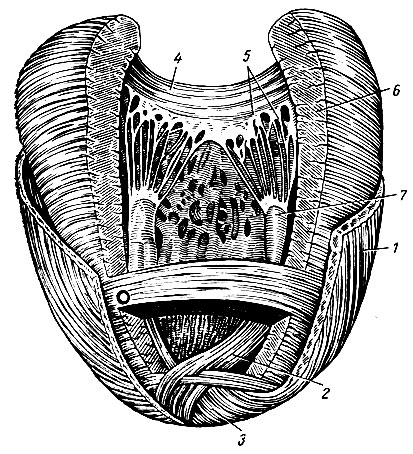 Рис. 144. Направление мышечных пучков в различных слоях миокарда. Левый желудочек. 1 - поверхностный продольный слой миокарда; 2 - внутренний продольный слой миокарда; 3 - 'водоворот' сердца; 4 - створки левого предсердно-желудочкового клапана; 5 - сухожильные хорды; 6 - круговой средний слой миокарда; 7 - сосочковая мышца