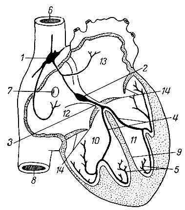 Рис. 145. Проводящая система сердца. 1 - синусно-предсердный узел; 2 - предсердно-желудочковый узел; 3 - предсердно-желудочковый пучок; 4 - левая и правая ножки ствола предсердно-желудочкового пучка; 5 - волокна левой и правой ножек предсердно-желудочкового пучка; 6 - верхняя полая вена; 7 - венечный синус сердца; 8 - нижняя полая вена; 9 - межжелудочковая перегородка; 10 - правый желудочек; 11 - левый желудочек; 12 - правое предсердие; 13 - левое предсердие; 14 - предсердно-желудочковые клапаны