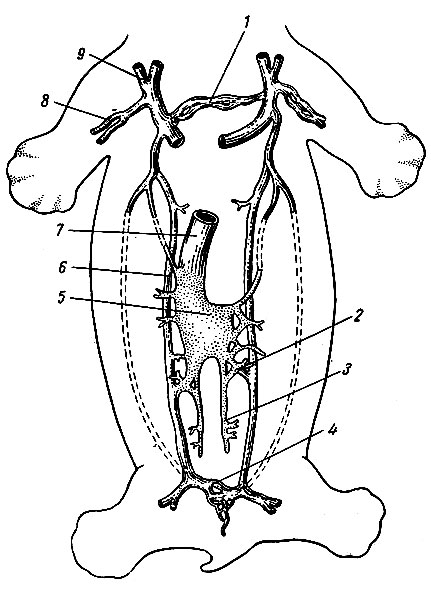 Рис 151. Образование субкардинального синуса и превращение его в нижнюю полую вену у эмбриона 7 недель (по Пэттену). 1 - плече-головная вена; 2 - субкардинально-субкардинальный анастомоз; 3 - вена гонады; 4 - подвздошный анастомоз; 5 - межсубкардинальный анастомоз; 6 - супракардинальная вена; 7 - нижняя полая вена; 8 - подключичная вена; 9 - наружная яремная вена