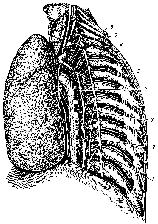 Рис. 153. Сосуды и нервы задней стенки левой половины грудной полости (легкое отвернуто). 1 - truncus synipathicus; 2 - v. hemiazygos; 3- aorta descendens; 4 - v. hemiazygos ace; 5 - a. et v. intercostales posteriores, n. intercostalis; 6 - n. vagus; 7 - a. subclavia; 8 - plexus brachialis