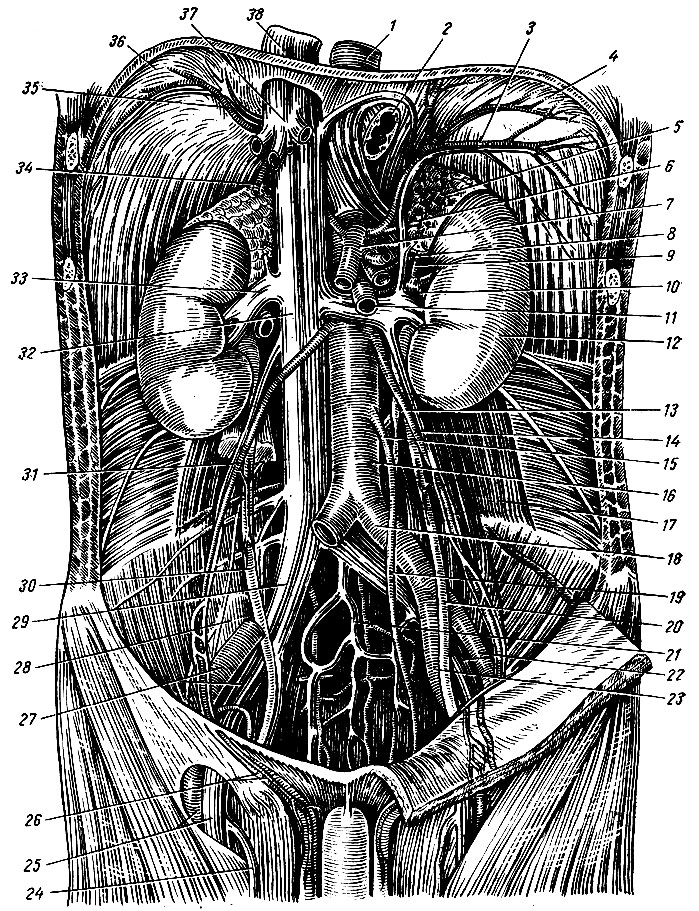Рис. 154. Брюшная аорта и ее ветви (по Кишш-Сентаготаи). 1 - aorta thoraeica; 2 - esophagus; 3, 35 - a. a. phrenicae inferiores; 4, 36 - diaphragma; 5 - glandula suprarenalis sinistra; 6, 34 - a. a. suprarenales superiores; 7 - truncus coeliacus; 8 - a. suprarenalis media; 9 - a. suprarenalis inferior; 10 - a. renalis; 11 - a. mesenterica superior; 12 - ren sinister; 13 - truncus sympathicus; 14, 31 - a. a. et v. v. testiculares; 15 - a. mesenterica inferior; 16 - aorta abdominalis; 17 - m. quadratus lumborum; 18 - a. iliaca communis sinistra; 19 - a. rectalis superior; 20, 30 - ureteri; 21 - a. et v. sacrales medianae; 22, 27 - a. et v. iliacae externae; 23 - a. iliaca interna; 24 - v. saphena magna; 25 - a. et v. femorales; 26 - funiculus spermaticus; 28 - m. psoas major; 29 - v. iliaca communis dext., 32, 38 - v. cava inferior; 33 - v. renalis; 37 - vv. hepaticae