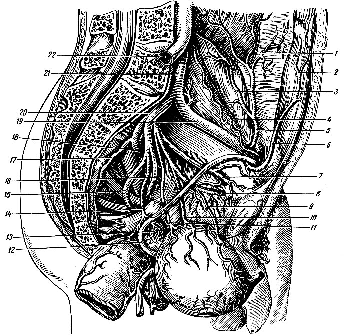 Рис. 157. Пристеночные и внутренностные артерии левой части мужского таза. Мочевой пузырь и прямая кишка отвернуты направо и вниз. 1 - ветви a. circumflexae ilium profundae к m. transversus abdominis; 2, 6 - a. epigastrica inferior; 3 - ветви к m. iliacus; 4 - a. testicularis; 5 - a. circumflexa ilium profunda; 7 - a. obturatoria; 8 - a. umbilicalis; 9 - a. vesicalis superior; 10 - добавочная ветвь к пузырю; 11 - a. vesicalis inferior; 12 - ductus deferens sinister; 13 - vesicula seminalis; 14 - a. recta-lis media и ее ветвь a. ductus deferentis; 15 - a. glutea inferior; 16 - a. pudenda interna; 17 - a. sacralis lateralis; 18 - a. glutea superior; 19 - a. iliaca externa; 20 - a. iliaca interna; 21 - a. iliaca communis sinistra; 22 - a. iliaca communis dextra