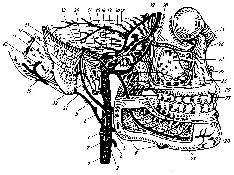 Рис. 159. Верхнечелюстная артерия и ее ветви. 1 - a. carotis communis; 2 - a. carotis interna; 3 - a. carotis externa; 4 - a. thyreoidea superior; 5 - a. lingualis; 6 - a. facialis; 7 - a. sternocleidomastoidea; 8, 10 - a. occipitalis; 9 - a. auricularis posterior; 11 - a. stylomastoidea; 12 - ветви a. occipitalis; 13 - a. temporalis superficialis; 14 - ветвь к барабанной полости; 15 - a. carotis interna; 16 - a. maxillaris; 17 - a. meningea media; 18 - n. mandibulars; 19, 23, 24 - ветви a. maxillaris к жевательной мускулатуре; 20 - a. infraorbitalis; 21 - a. alveolaris superior posterior; 22 - a. alveolaris superior anterior; 25 - m. pterygoid eus medialis; 26 - a. alveolaris inferior; 27 - r. mylohyoideus; 28 - a. mentalis; 29 - rami dentales; 30 - dura mater encephali; 31 - nn. vagus, glossopharyngeus, accessorius; 32 - processus styloideus; 33 - v. jugularis interna; 34 - n. facialis; 35 - ветвь, a. occipitalis