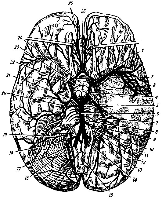 Рис. 161. Артерия головного мозга (снизу), левое полушарие мозжечка и часть левой височной доли удалены (по Р. Д. Синельникову). 1 - a. carotis interna; 2 - a. cerebri media; 3 - а. chorioidea; 4 - a. communicans posterior; 5 - a. cerebri posterior; 6 - a. basilaris; 7 - n. trigeminus; 8 - n. abducens; 9 - n. intermedins; 10 - n. facialis; 11	- n. vestibulocochlear; 12	- n. glossopharygeus; 13 - n. vagus; 14 - a. vertebralis; 15 - a. spinalis anterior; 16, 18 - n. acces-sorius; 17 - a. cerebelli inferior posterior; 19 - a. cerebelli inferior anterior; 20	- a. cerebelli superior; 21 - n. oculomotorius; 22 - tractus opticus; 23 - infundibilum; 24 - chiasma opticum; 25 - aa. cerebri anteriores; 26 - a. communicans anterior