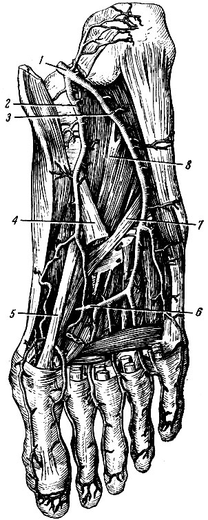 Рис. 168. Подошвенные артерии. 1 - a. tibialis posterior; 2 - а. plantaris medialis; 3 - a. plantaris lateralis; 4 - сухожилие длинного сгибателя пальцев; 5 - сухожилие длинного сгибателя 1 пальца; 6 - arcus plantaris; 7 - сухожилие длинной малоберцовой мышцы; 8 - квадратная мышца подошвы
