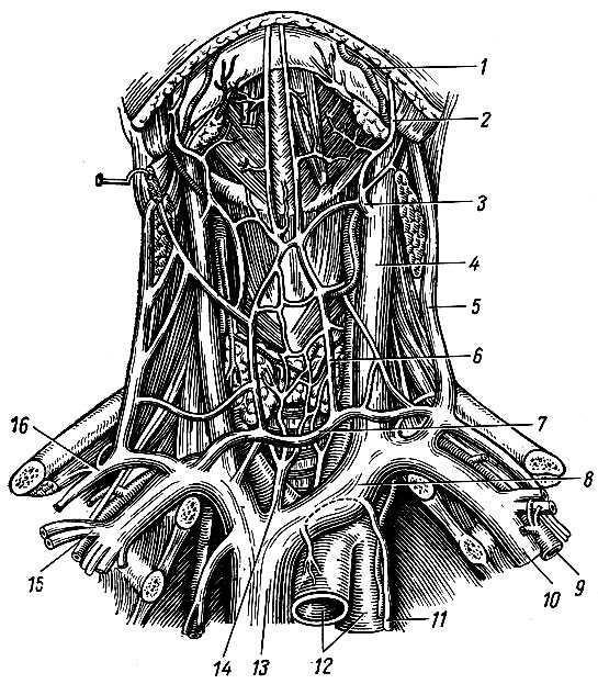 Рис. 169. Верхняя полая вена, плече-головные вены и их притоки. 1 - a. facialis; 2, 3 - v. facialis; 4 - v. jugularis interna; 5 - v. jugularis externa; 6 - v. jugularis anterior; 7 - arcus venosus juguli; 8 - v. brachiocephalica sinistra; 9 - a. subclavia; 10 - v. subclavia; 11 - v. thoracica interna; 12 - arcus aortae; 13 - v. cava superior; 14 - v. thyreoidea ima; 15 - v. cephalica; 16 - v. transversa colli