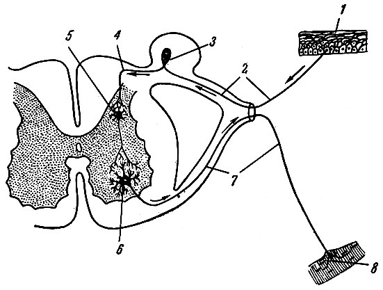 Рис. 190. Схема рефлекторной дуги. 1 - нервное окончание чувствительного нейроцита в коже; 2 - периферический отросток чувствительного нейроцита; 3 - спинномозговой узел с псевдоуниполярной клеткой; 4 - центральный отросток чувствительного нейроцита; 5 - вставочный нейроцит; 6 - двигательная клетка переднего рога; 7 - нейрит двигательной клетки; 8 - нервное окончание в мышце